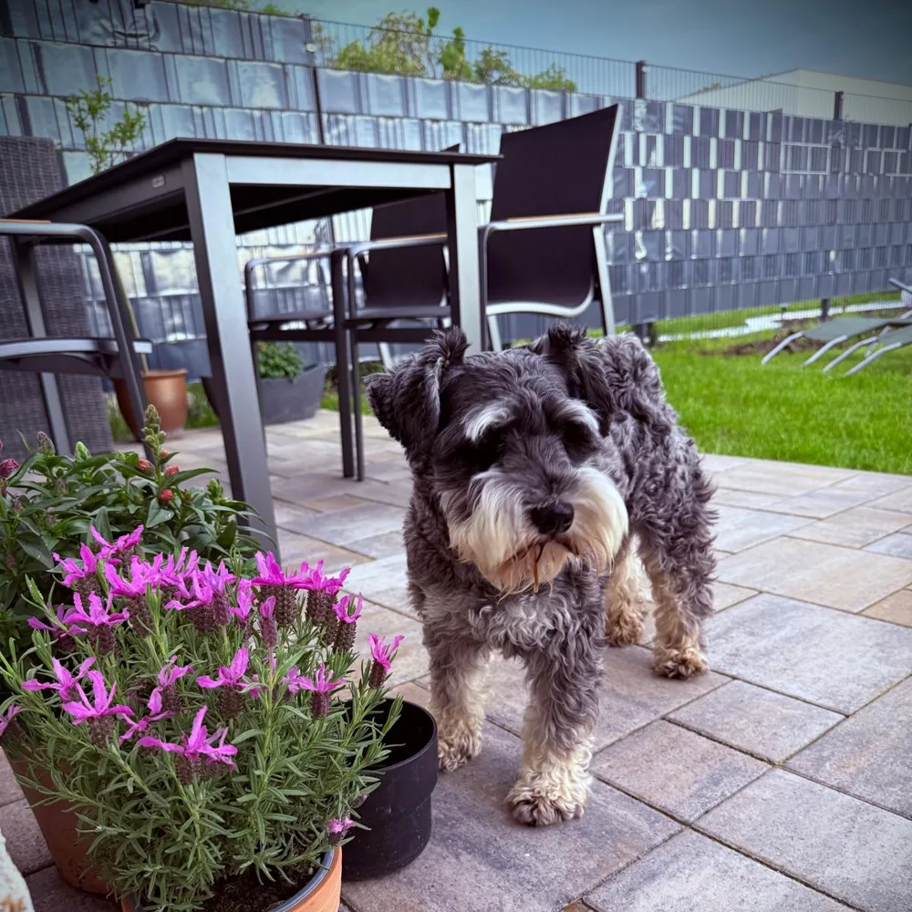 Schnauzer steht auf einer Terrasse und schaut in die Kamera