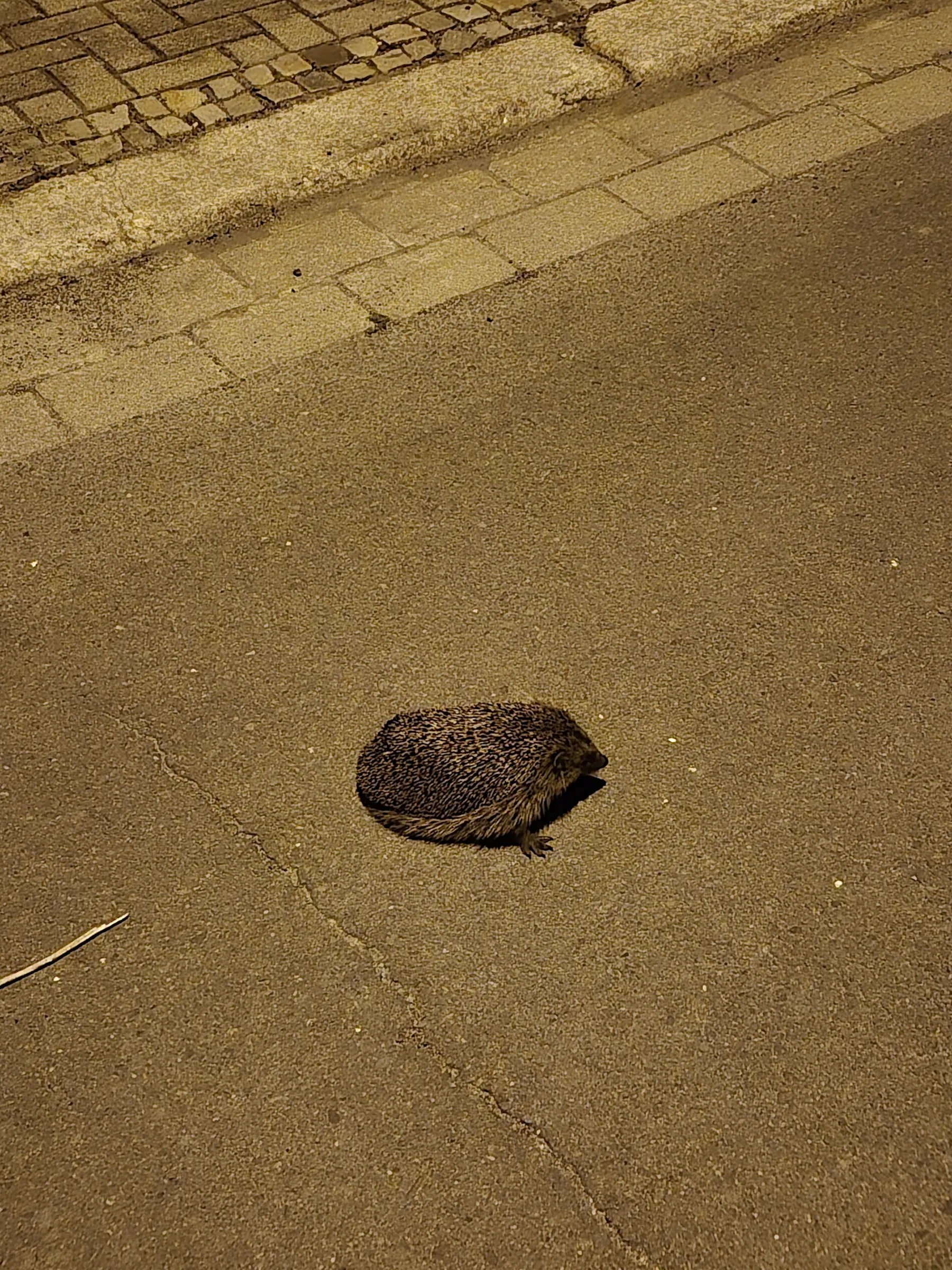 Igel auf dem Gehweg bei Nacht