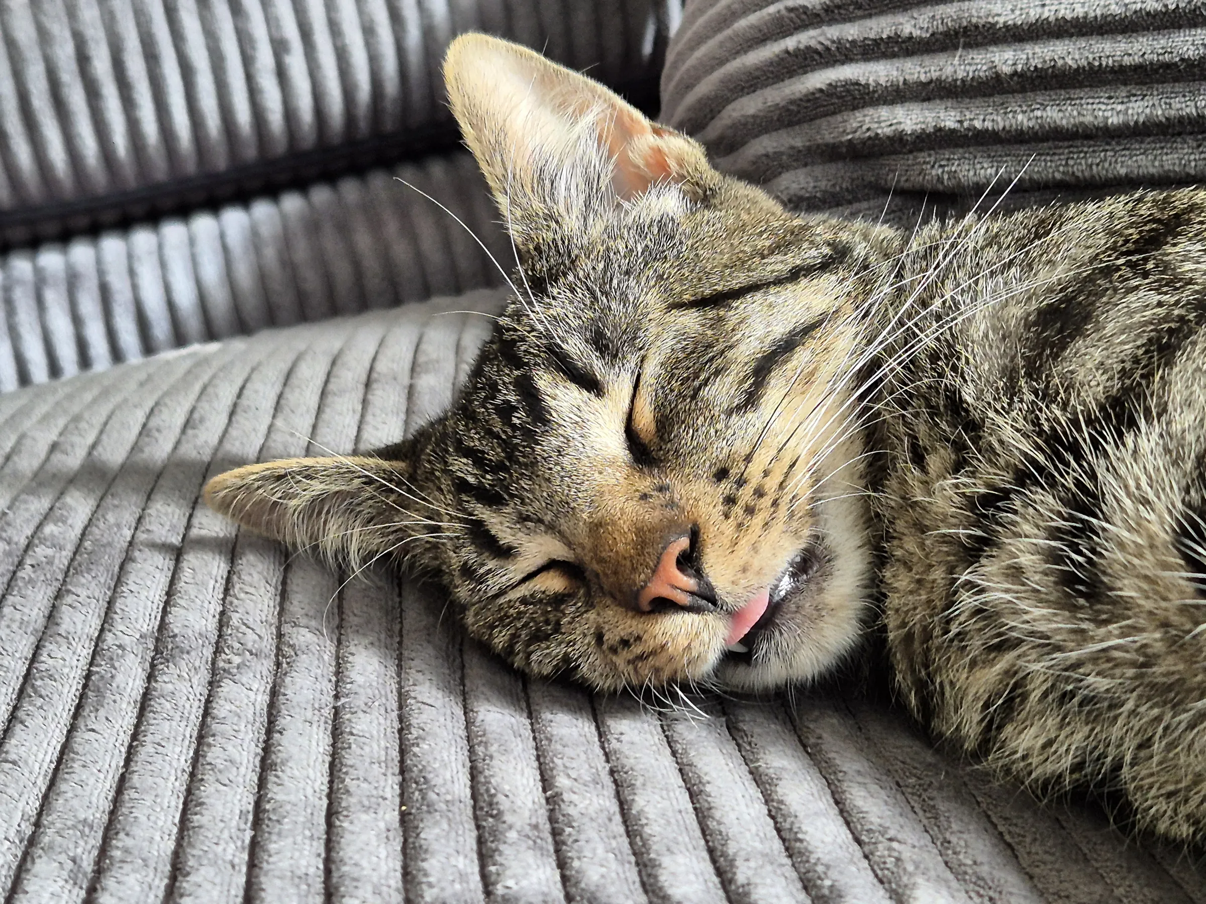 Getigerte Katze schläft auf einem Kissen