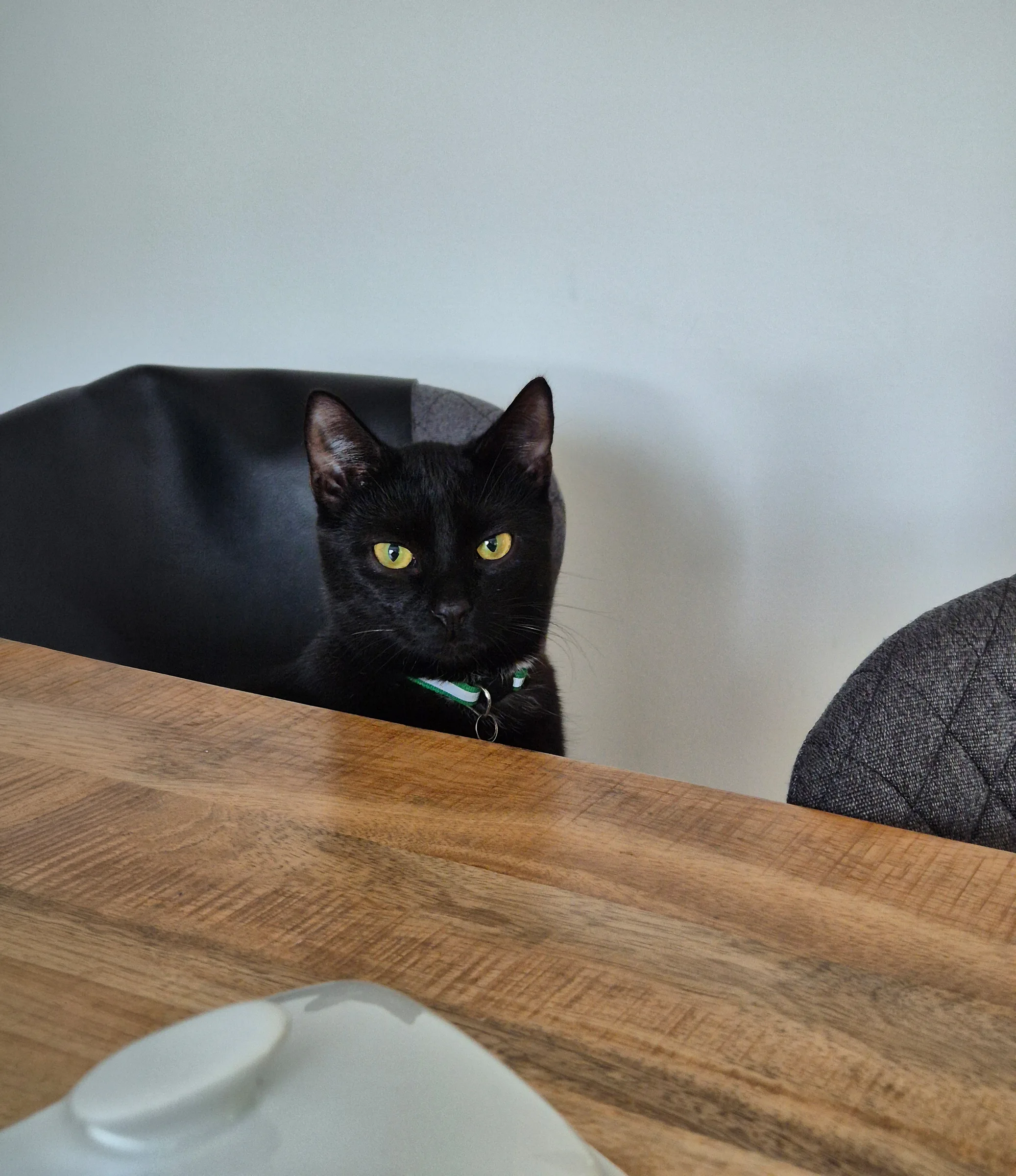 Schwarze Katze sitzt am Tisch