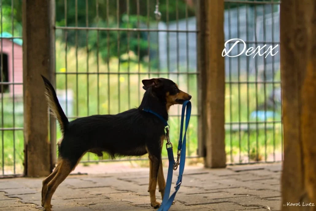 Hund Dexx im Auslauf des Tierheims Stendal-Borstel, die Leine im Maul