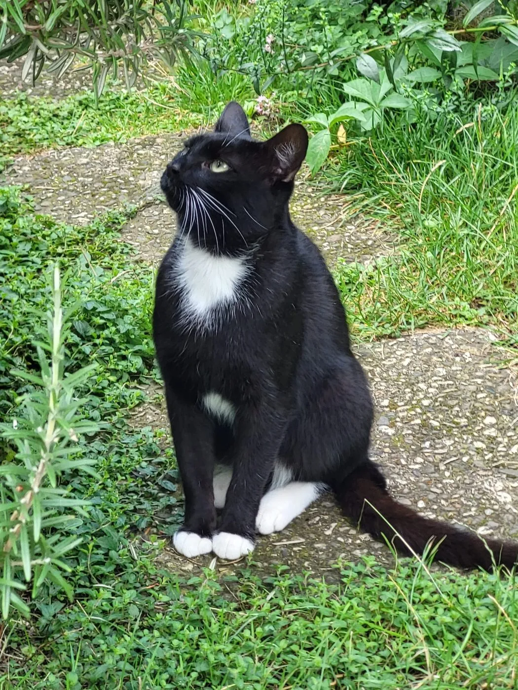 Schwarz-weiße Katze sitzt im Gras