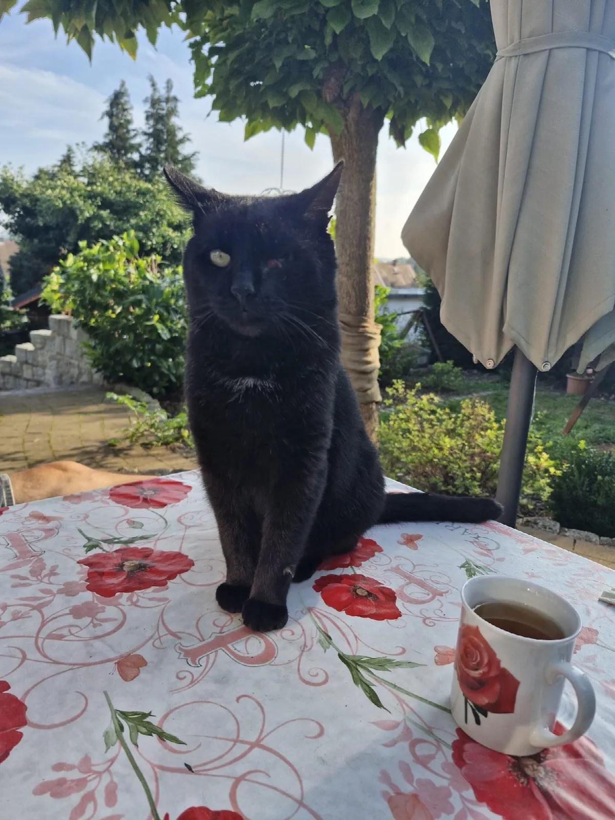 Karli, Foto 1