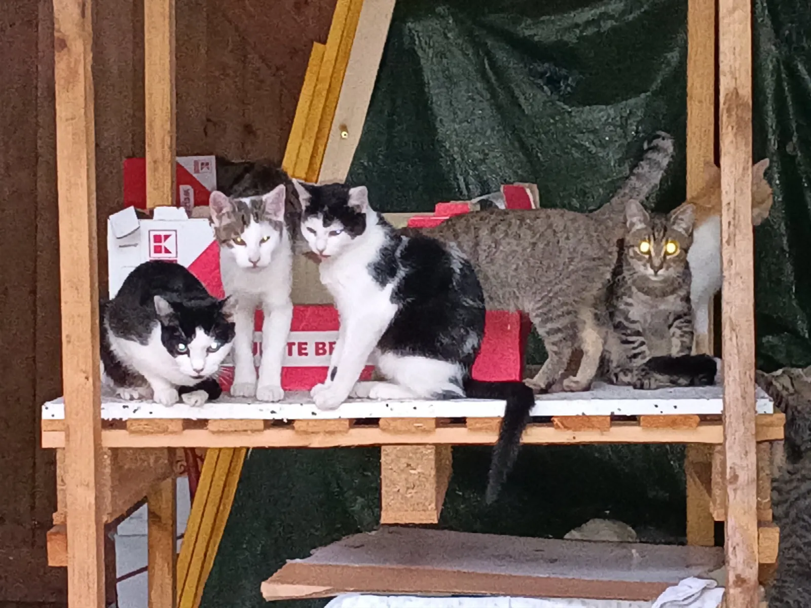 Kitty und ihre Geschwister, Foto 3
