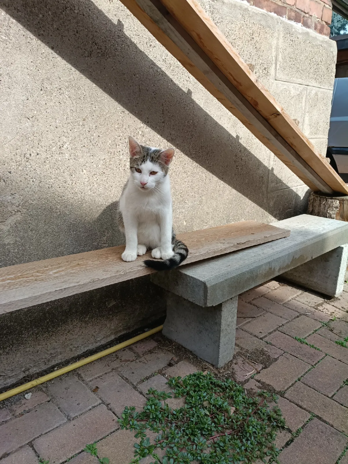 Kitty und ihre Geschwister
