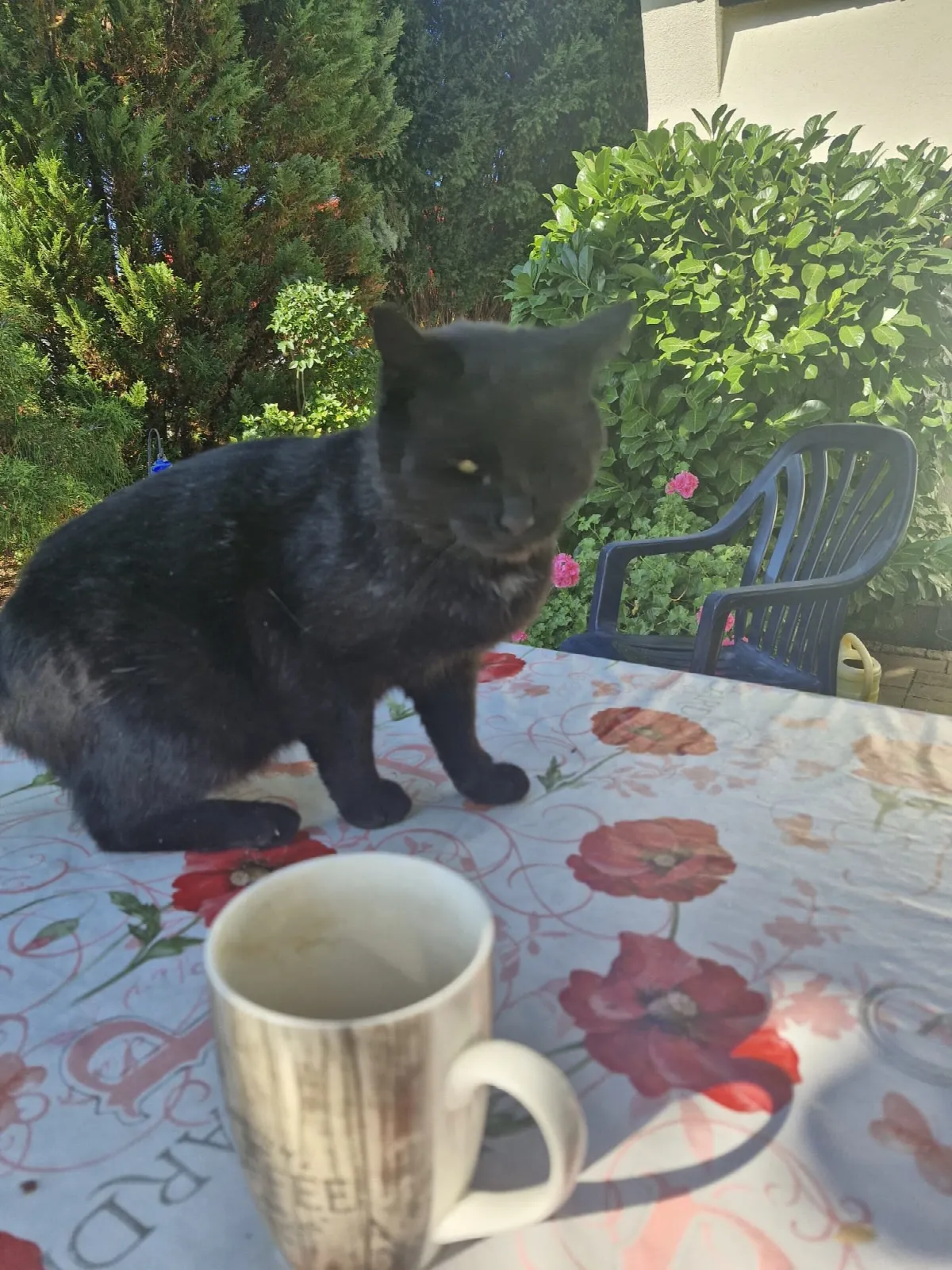 Karli, Foto 4