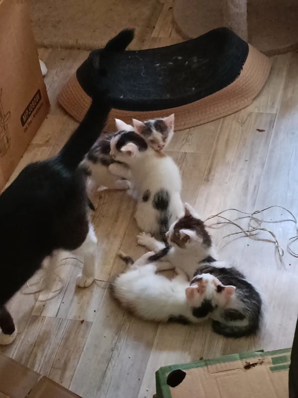 Kitty und ihre Geschwister, Foto 4