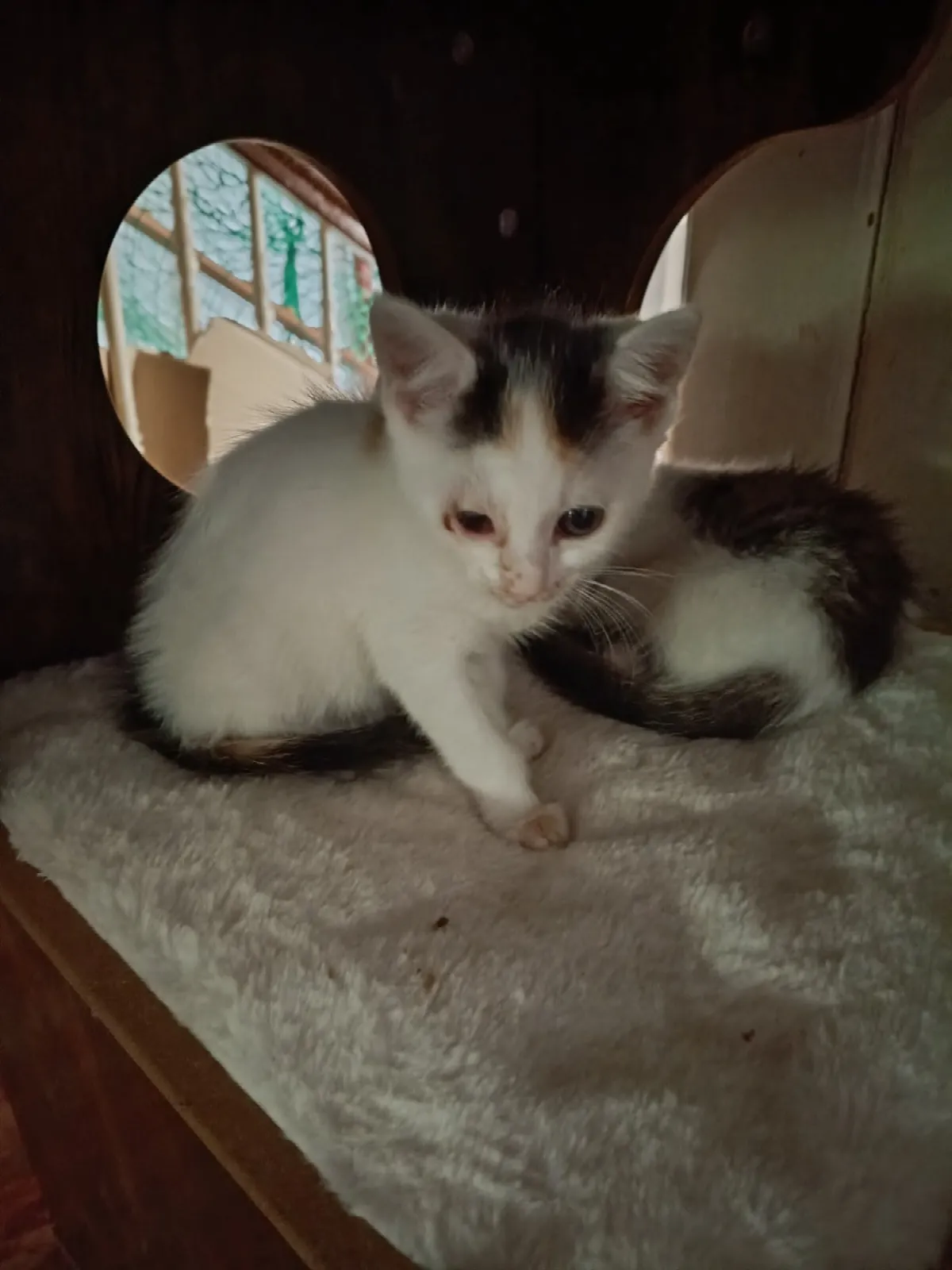 Kitty und ihre Geschwister, Foto 5